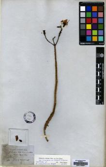 Type specimen at Edinburgh (E). Cleghorn, Hugh: 246. Barcode: E00179287.