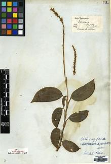 Type specimen at Edinburgh (E). Wight, Robert: 1836.1044. Barcode: E00179296.