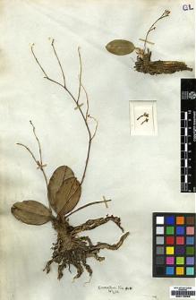 Type specimen at Edinburgh (E). Wight, Robert: 906. Barcode: E00179298.