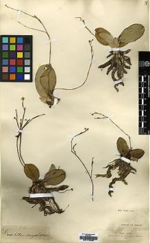 Type specimen at Edinburgh (E). Wight, Robert: 1835.906. Barcode: E00179299.