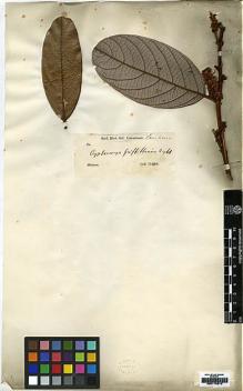 Type specimen at Edinburgh (E). Griffith, William: . Barcode: E00179319.
