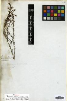 Type specimen at Edinburgh (E). Wight, Robert: . Barcode: E00179322.