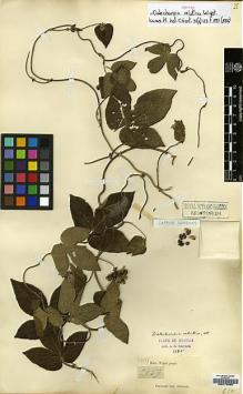Type specimen at Edinburgh (E). Wight, Robert: 2859. Barcode: E00179333.