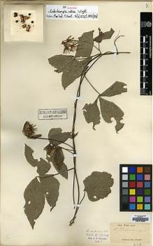 Type specimen at Edinburgh (E). Wight, Robert: . Barcode: E00179336.