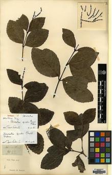 Type specimen at Edinburgh (E). Wight, Robert: 3022. Barcode: E00179370.