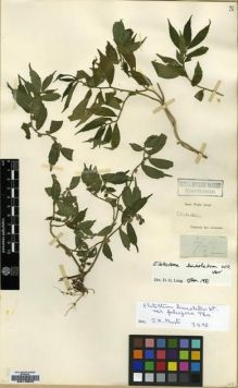 Type specimen at Edinburgh (E). Wight, Robert: 2/142. Barcode: E00179375.
