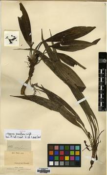 Type specimen at Edinburgh (E). Wight, Robert: 1086. Barcode: E00179380.
