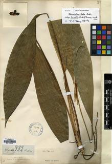 Type specimen at Edinburgh (E). Wight, Robert: 1835.959. Barcode: E00179394.