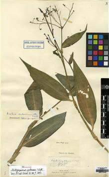 Type specimen at Edinburgh (E). Wight, Robert: 1835.965. Barcode: E00179400.