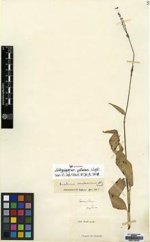 Type specimen at Edinburgh (E). Wallich, Nathaniel: 5218. Barcode: E00179402.