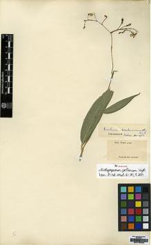 Type specimen at Edinburgh (E). Wallich, Nathaniel: 5218. Barcode: E00179403.