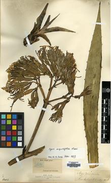 Type specimen at Edinburgh (E). Wight, Robert: 1107. Barcode: E00179423.