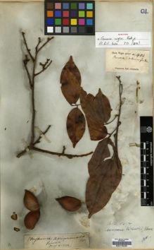 Type specimen at Edinburgh (E). Wight, Robert: 934. Barcode: E00179450.