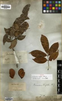 Type specimen at Edinburgh (E). Wight, Robert: 934. Barcode: E00179451.