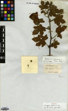 Type specimen at Edinburgh (E). Wight, Robert: 178. Barcode: E00179461.