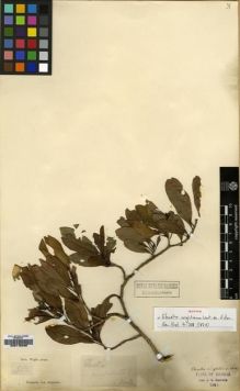 Type specimen at Edinburgh (E). Wight, Robert: . Barcode: E00179468.