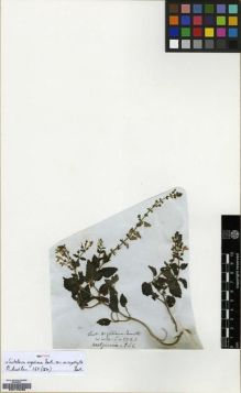 Type specimen at Edinburgh (E). Wallich, Nathaniel: 2708.B. Barcode: E00179496.