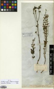 Type specimen at Edinburgh (E). Wight, Robert: 2147.B. Barcode: E00179498.