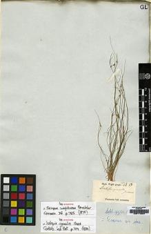 Type specimen at Edinburgh (E). Wight, Robert: 1892B. Barcode: E00179504.