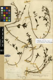 Type specimen at Edinburgh (E). Thwaites, George: CV 2188. Barcode: E00179505.