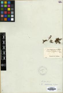 Type specimen at Edinburgh (E). Wight, Robert: 153. Barcode: E00179506.