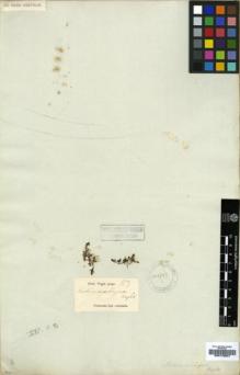 Type specimen at Edinburgh (E). Wight, Robert: 153. Barcode: E00179507.