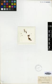 Type specimen at Edinburgh (E). Wight, Robert: 153. Barcode: E00179508.