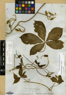 Type specimen at Edinburgh (E). Wight, Robert: 1354B. Barcode: E00179509.