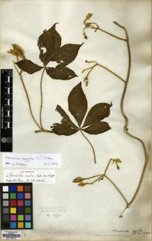 Type specimen at Edinburgh (E). Wight, Robert: 1354(2). Barcode: E00179510.