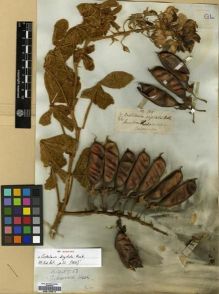Type specimen at Edinburgh (E). Wight, Robert: 705. Barcode: E00179514.