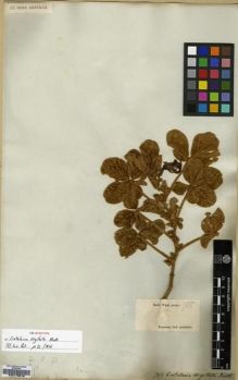 Type specimen at Edinburgh (E). Wight, Robert: 705. Barcode: E00179516.