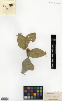 Type specimen at Edinburgh (E). Wight, Robert: 314. Barcode: E00179533.