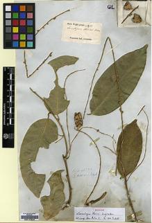 Type specimen at Edinburgh (E). Klein, Johann: . Barcode: E00179546.