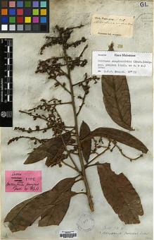 Type specimen at Edinburgh (E). Wight, Robert: 945. Barcode: E00179548.