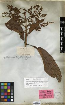 Type specimen at Edinburgh (E). Wight, Robert: 945. Barcode: E00179549.