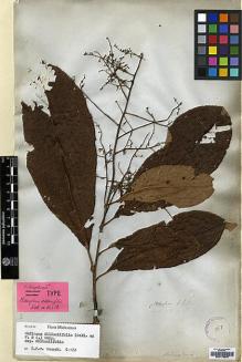 Type specimen at Edinburgh (E). Wallich, Nathaniel: 8116. Barcode: E00179551.
