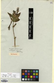 Type specimen at Edinburgh (E). Lindsay, Alexander: . Barcode: E00179561.