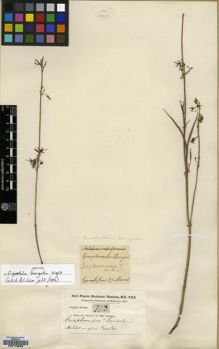 Type specimen at Edinburgh (E). Buchanan-Hamilton, Francis: 773. Barcode: E00179563.