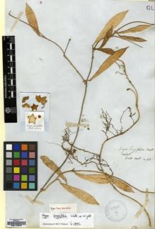Type specimen at Edinburgh (E). Wallich, Nathaniel: ASCL. N. 40. Barcode: E00179567.