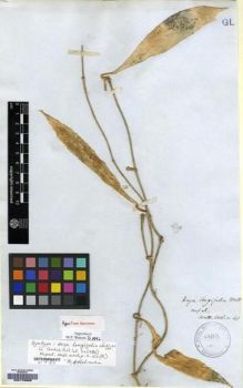 Type specimen at Edinburgh (E). Wallich, Nathaniel: ASCL. N. 40. Barcode: E00179568.