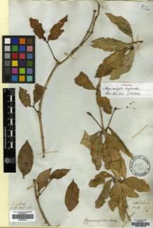 Type specimen at Edinburgh (E). Wallich, Nathaniel: ASCL. N. 31. Barcode: E00179572.
