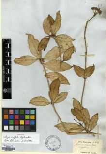 Type specimen at Edinburgh (E). Wight, Robert: 1522. Barcode: E00179573.