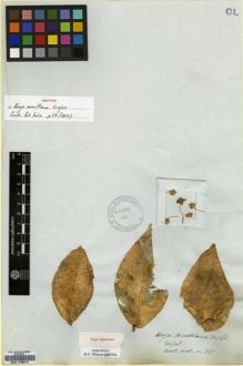 Type specimen at Edinburgh (E). Wallich, Nathaniel: ASCL. N.35. Barcode: E00179574.