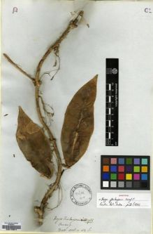 Type specimen at Edinburgh (E). Wallich, Nathaniel: ASCL. N. 42.B. Barcode: E00179577.