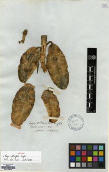 Type specimen at Edinburgh (E). Wallich, Nathaniel: ASCL. N. 38. Barcode: E00179578.