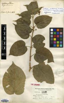 Type specimen at Edinburgh (E). Buchanan-Hamilton, Francis: 770. Barcode: E00179583.