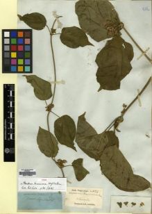 Type specimen at Edinburgh (E). Wight, Robert: 1524. Barcode: E00179584.