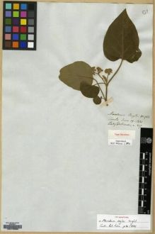 Type specimen at Edinburgh (E). Ramsay, Christian: 217. Barcode: E00179585.