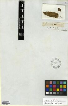 Type specimen at Edinburgh (E). Wallich, Nathaniel: 84. Barcode: E00179587.