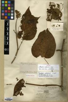 Type specimen at Edinburgh (E). Buchanan-Hamilton, Francis: 747. Barcode: E00179588.